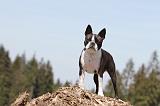 BOSTON TERRIER 261